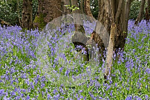 Sussex Bluebells