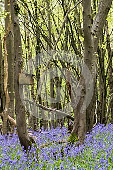 Sussex Bluebells