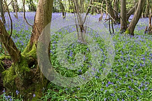 Sussex Bluebells