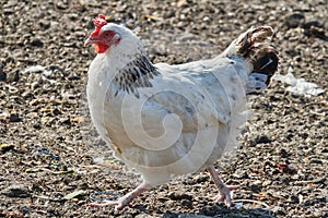 A Sussex hen on the catwalk.