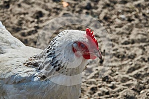 Sussex hen on the catwalk - closeup.