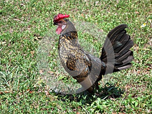 Sussex Rooster walks on green Grass