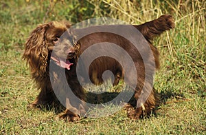 Sussex Spaniel Dog, Male photo