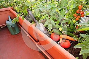 sustainable agriculture in the urban garden made of pots on the