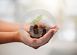 Sustainable, eco friendly and plant growth in hand with soil to protect the environment and ecosystem. Closeup of female