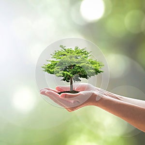 Sustainable environment, saving environmental ecosystem of forest, and go green concept with tree planting on volunteer`s hands