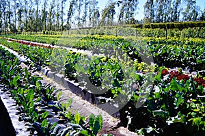 Sustainable Farming in South Florida