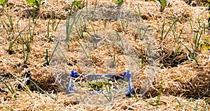 Sustainable mulch or straw on green vegetables to save water