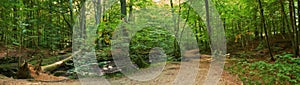 Sustainable, nature and trees in outdoor forest for eco friendly, agro or ecology landscape. Banner, field and