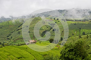 Sustainable rice and Corn fields, Chiang Mai, Thailand