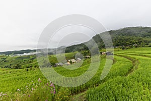 Sustainable rice and Corn fields, Chiang Mai, Thailand