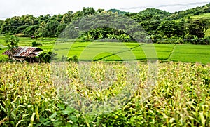 Sustainable rice and Corn fields, Chiang Mai