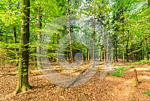 Sustainably managed natural forest with beech trees