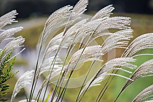 SusukiJapanese Pampas Grass,Miscanthus sinensis blowing in the breeze photo