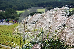 SusukiJapanese Pampas Grass,Miscanthus sinensis with Kochia fields behind,Ibaraki,Japan