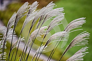 SusukiJapanese Pampas Grass,Miscanthus sinensis with Kochia fields behind,Ibaraki,Japan