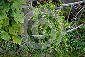 Sutera cordata \'Big Baja\' blooms with white flowers in a flower pot in autumn. Berlin, Germany.