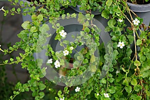 Sutera cordata \'Big Baja\' blooms with white flowers in a flower pot in autumn. Berlin, Germany.