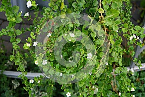 Sutera cordata \'Big Baja\' blooms with white flowers in a flower pot in autumn. Berlin, Germany.