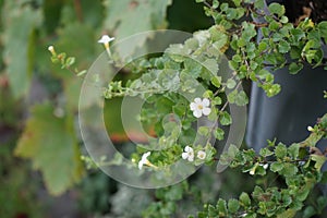 Sutera cordata \'Big Baja\' blooms with white flowers in a flower pot in autumn. Berlin, Germany.