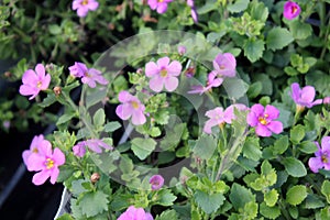 Sutera cordata `Big Falls Dark Pink`, Big Falls Dark Pink Bacopa