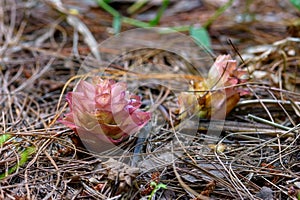 Suthep Siamese flowers or krachiao suthep are blooming from the ground in Doi Suthep-Pui National Park, Thailand