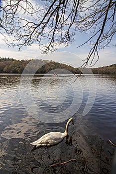 Sutton Park, West Midlands, England - Beautiful view in the park, April 18, 2021