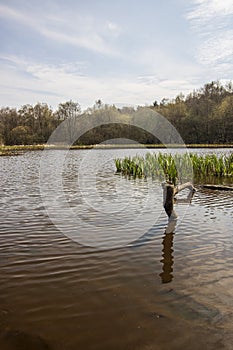 Sutton Park, West Midlands, England - Beautiful view in the park, April 18, 2021