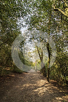 Sutton Park West Midlands England. A forest road among trees.