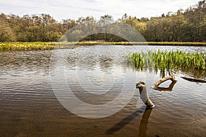 Sutton Park, West Midlands, England - oil painting on canvas.