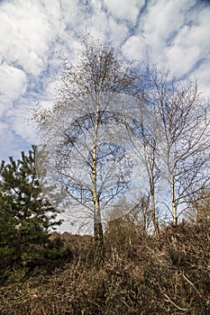 Sutton Park West Midlands England. Trees against the sky.