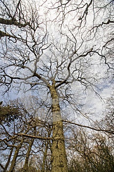 Sutton Park West Midlands England. Trees against the sky.