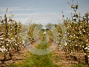 Sutton Valence, Kent, England: An apple orchard in blossom