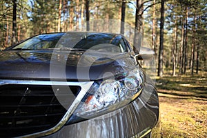 SUV car in the forest photo