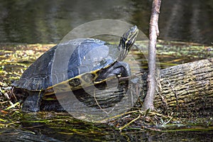 Suwannee Basking - Wakulla Springs