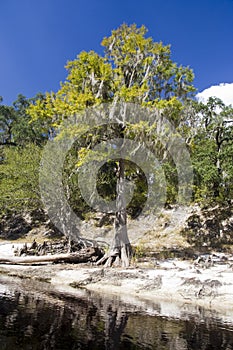 Suwannee River