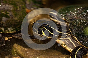 Suwannee river cooter turtle Pseudemys concinna suwanniensis photo