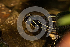 Suwannee river cooter turtle Pseudemys concinna suwanniensis photo