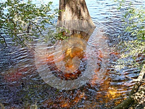 Suwannee River Cypress Tree in Tannin Water