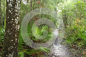 Suwannee River Trail