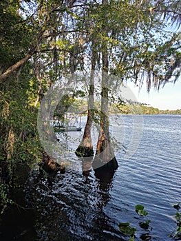 Suwannee river water north Florida