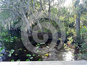 Suwannee river water north Florida