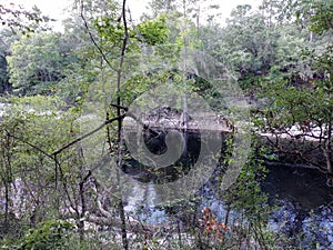 Suwannee river water swimming fishing