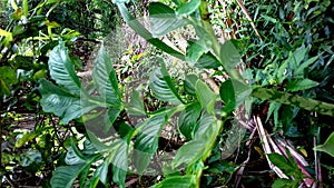 Suweg plant, its leaves are small-thin-smooth-and pointed-toed-green photo