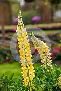 Suzhou dig Park Garden Lu Bin flower