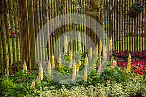 Suzhou dig Park Garden Lu Bin flower
