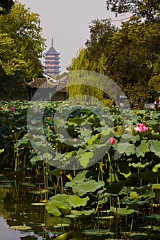 Suzhou Zhuozhengyuan Garden, Jiangsu, China