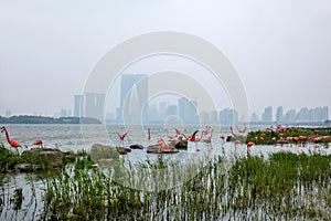 Suzhou Jinji Lake City Sculpture --- Flamingo