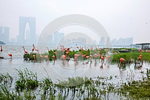 Suzhou Jinji Lake City Sculpture --- Flamingo
