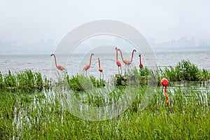 Suzhou Jinji Lake City Sculpture --- Flamingo